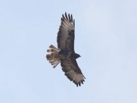 Maeusebussard (Buteo buteo) 45